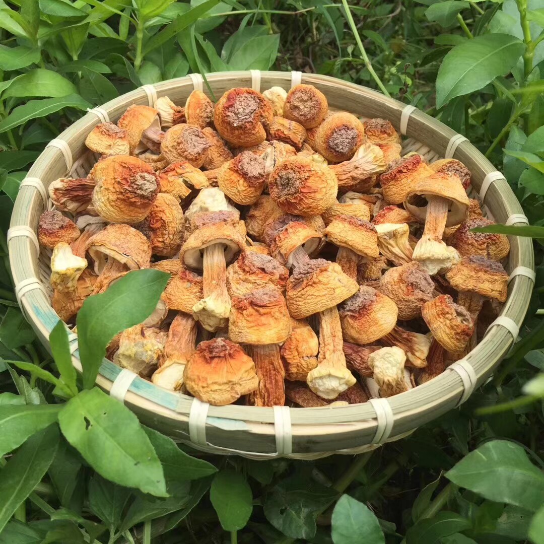 姬松茸新鲜干货500g云南特产菌松茸菌巴西菇蘑菇食用菌散装非野生