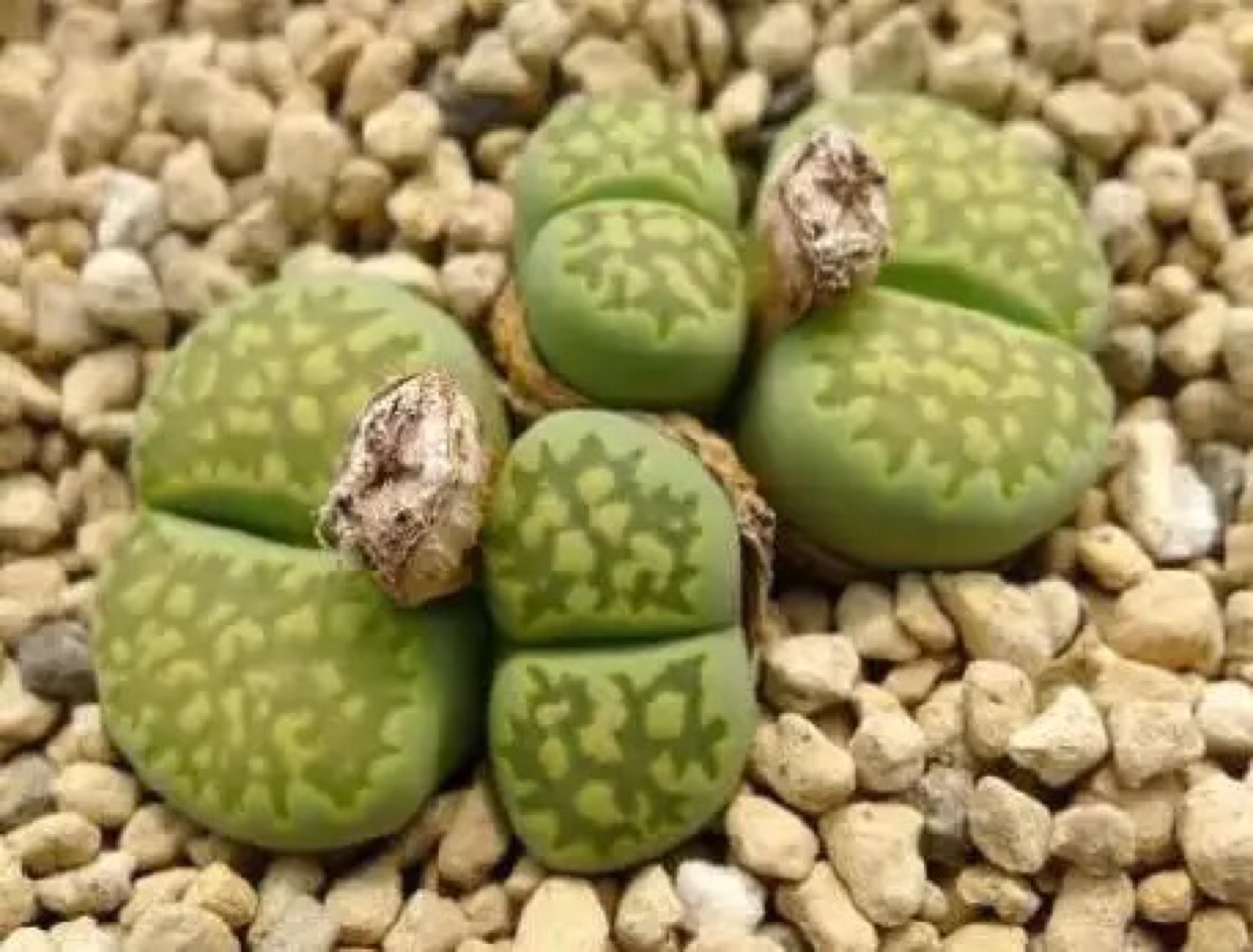 一折孔雀石白茶_孔雀石 绿李夫人x绿福来 生石花种子 malachite ex