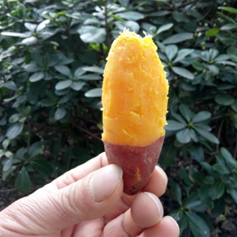 2018年临安天目山小薯新鲜小红薯拇指迷你地瓜粉糯番薯 5斤包邮