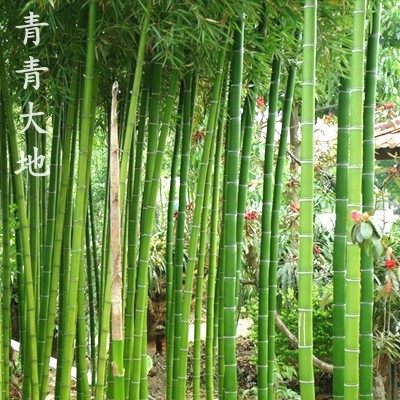 【紫竹园杜老师舞蹈队梦见你的那一夜价格】2