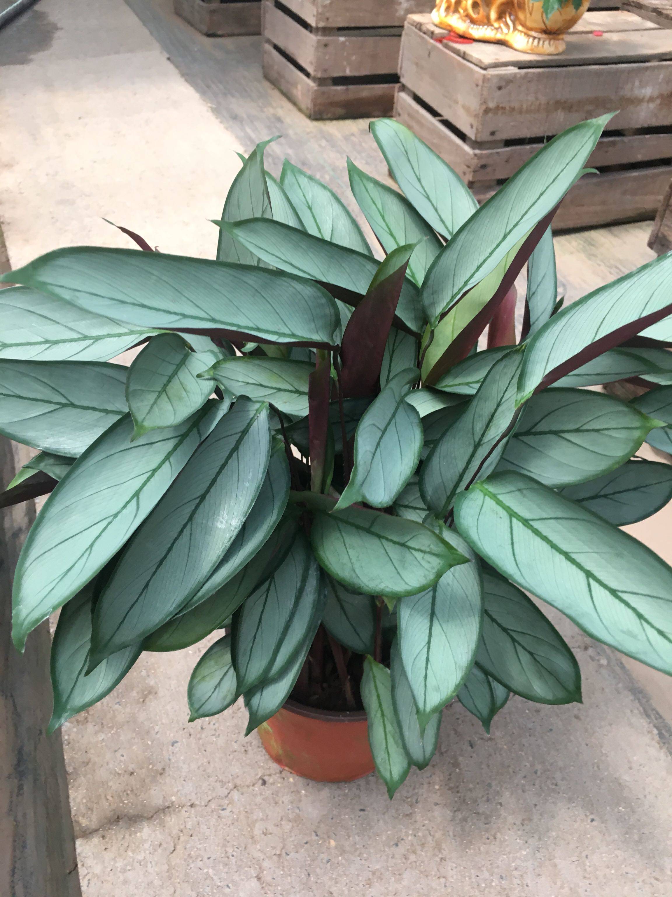 热销俏美人蓝 红