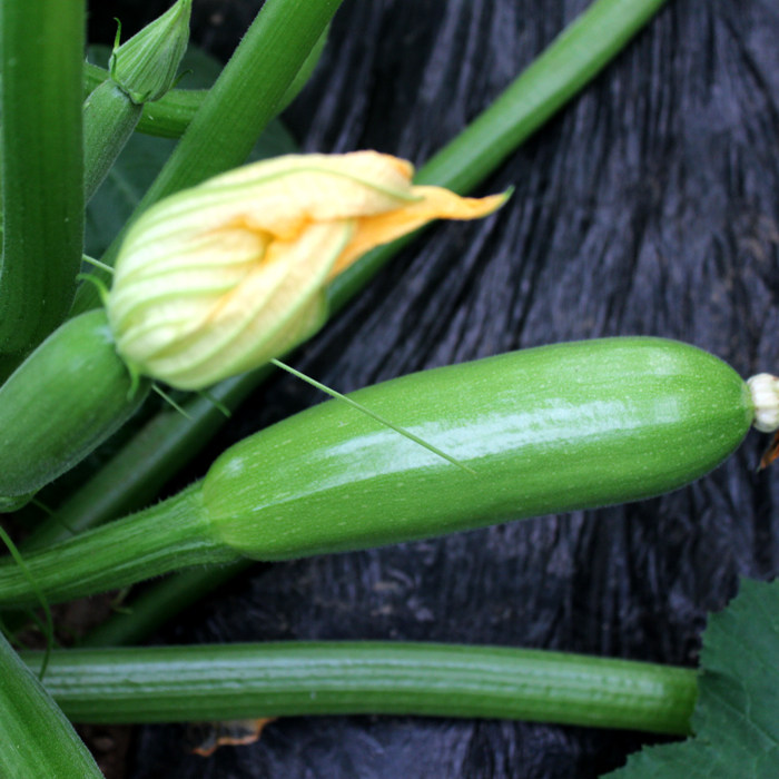 你造吗?西瓜居然和"葫芦科"是表兄弟