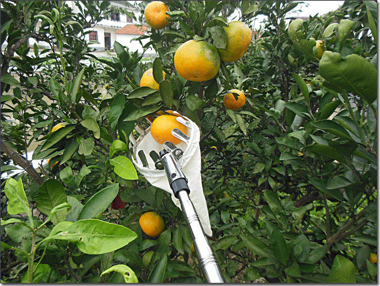 2 3 4 5 6 7米高空摘果器高枝剪采摘器伸缩杆水果采果器柿子工具 - 其