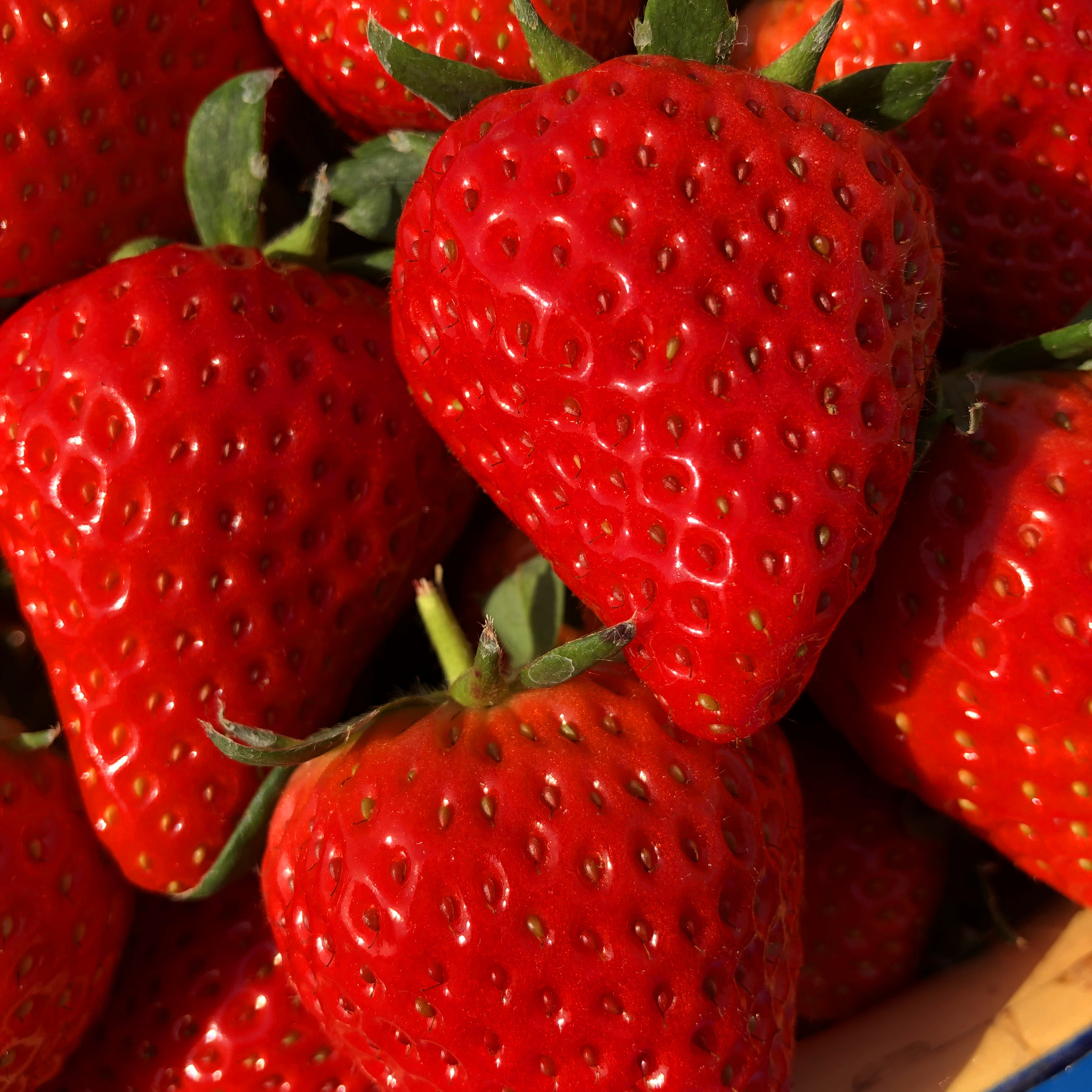 特价红颜草莓礼盒