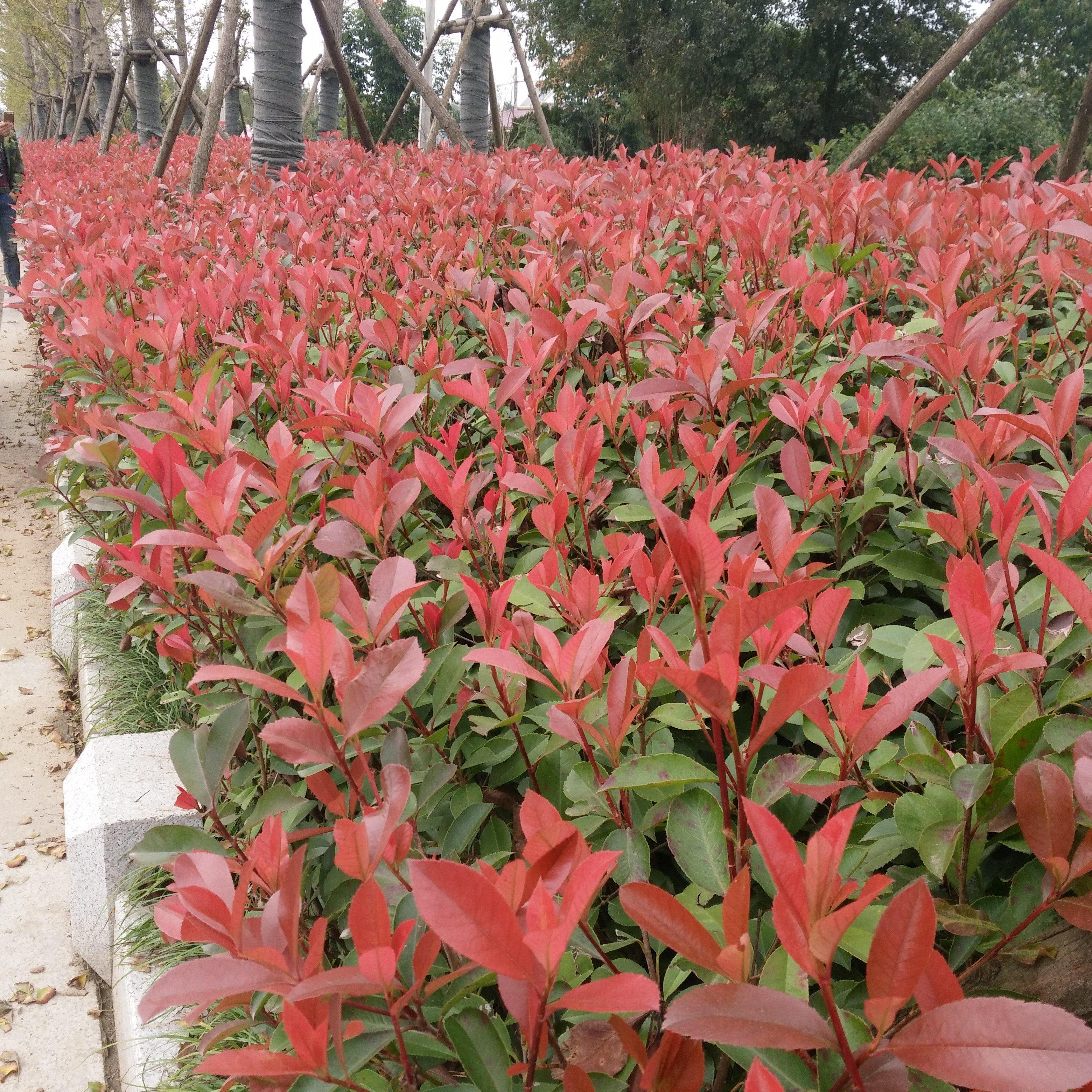 红枣片瓜子_小叶黄杨苗瓜子黄杨苗红叶石楠树苗大叶黄杨苗法国冬青苗