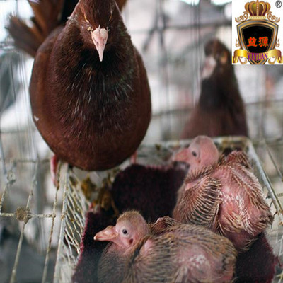 活体鸽子 红卡奴种鸽 原配一对观赏鸽鸽子活体下蛋种鸽肉鸽鸟活体