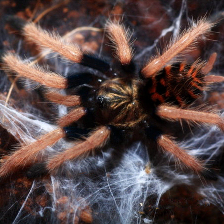 特价委内瑞拉纸币_委内瑞拉红绿橙宠物蜘蛛幼体约1.