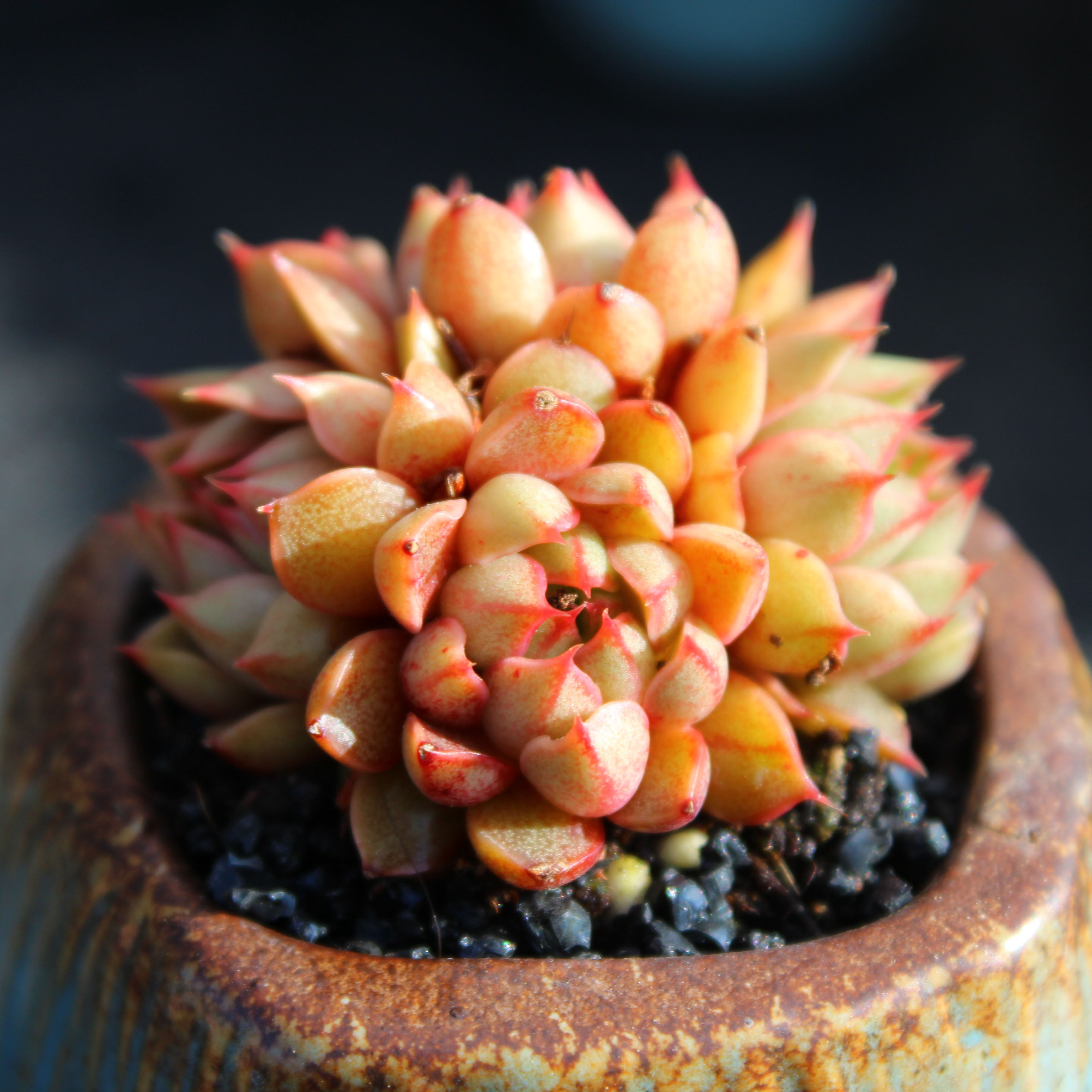 浮日森林 猫眼小和锦群生 云南多肉植物室内