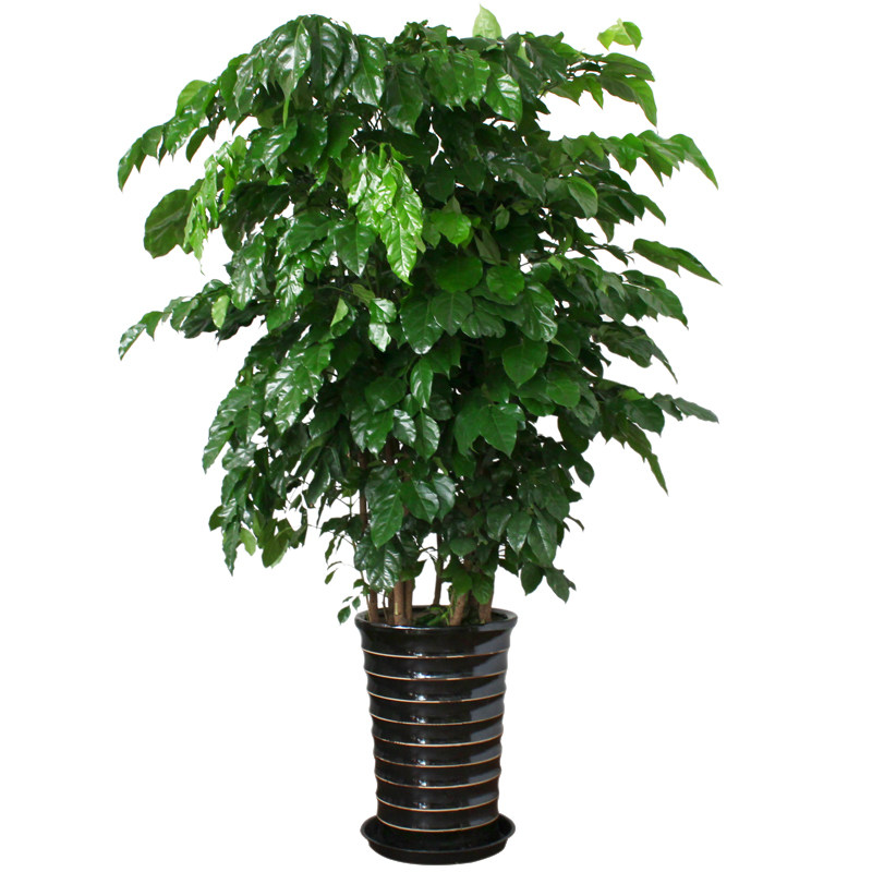 绿宝树幸福树盆栽大客厅室内大型植物办公室家庭吸甲醛绿植花卉