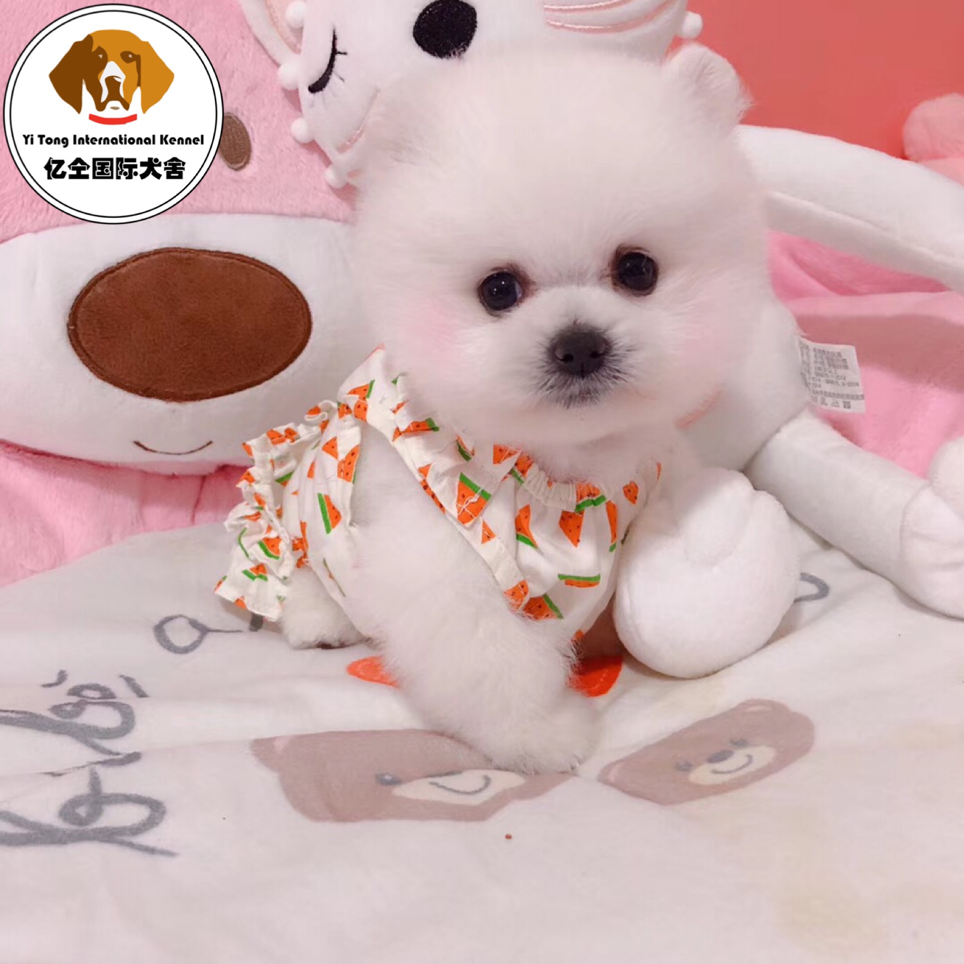 博美犬/公DD/白色/2020-10-10/茶杯体 博美犬 /编号10541000 - 宝贝它