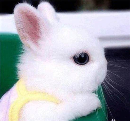侏儒兔活体宠物兔子活体迷你小体海棠凤眼小白兔公主兔生日礼物