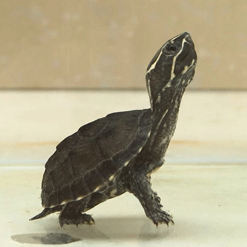 热销麝香龟_水龟王国深水乌龟吃垃圾鱼粪麝香龟虎纹剃