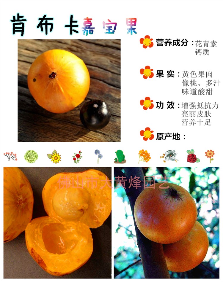 肯布卡嘉宝果树新品种黄果树葡萄肯布卡大果嘉宝果南北方盆栽果苗
