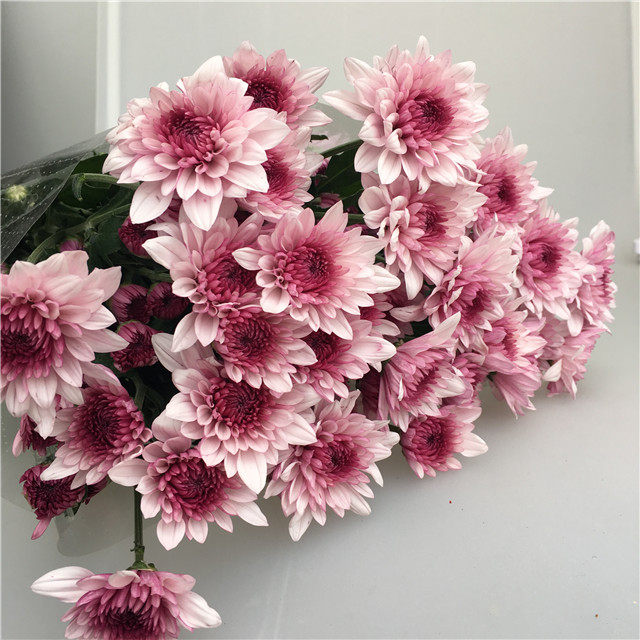 瓶插花 鲜花_推荐 粉丹特雏菊 多头小菊 家庭订阅自用办公室瓶插花