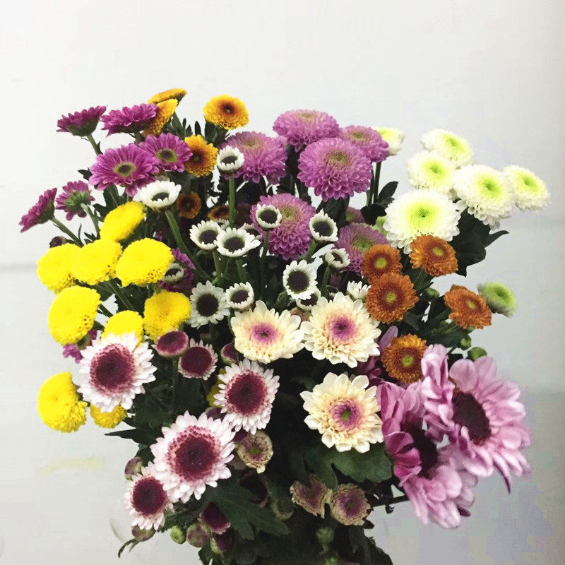 推荐 混搭多色小雏菊 多头菊 好养家庭插花 生日礼物 鲜花速递
