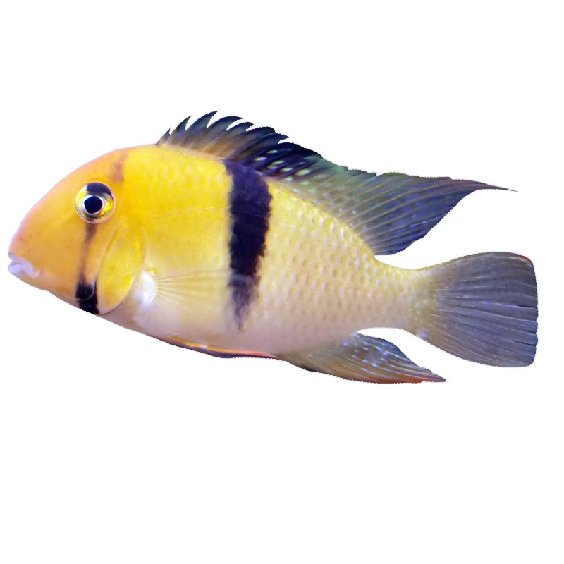 进口台系南美食土鲷藩王热带观赏鱼淡水宠物鱼活体包活促销中