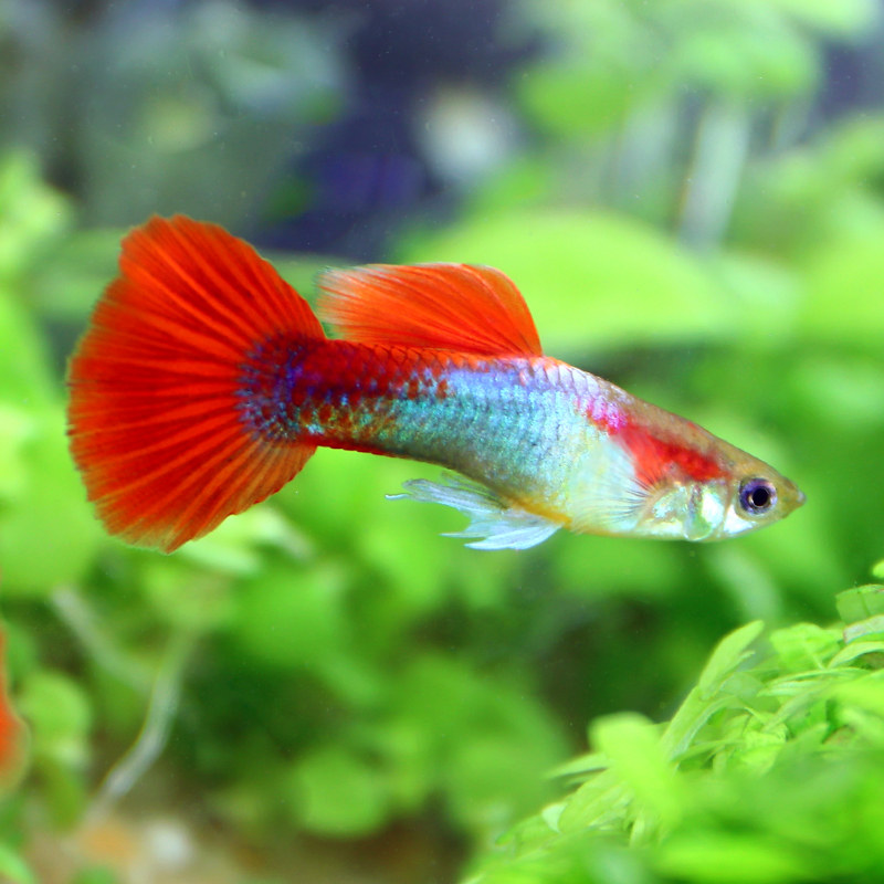 美丽孔雀鱼巴西红扇小型热带观赏鱼一对繁殖组快递包活死亡包损