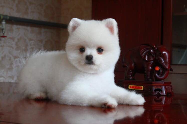 俊介犬活体幼犬纯种狗狗家养宠物狗白色博美俊介赛级双血统爆毛