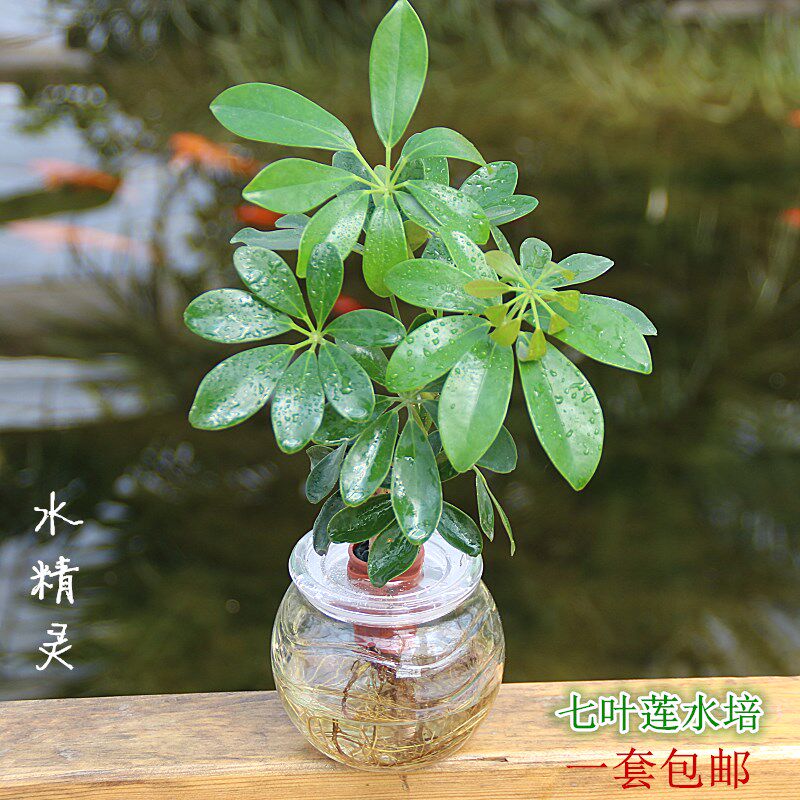 迷你水培植物办公室桌面小盆栽七叶莲夏季好养吸甲醛创意生日礼物