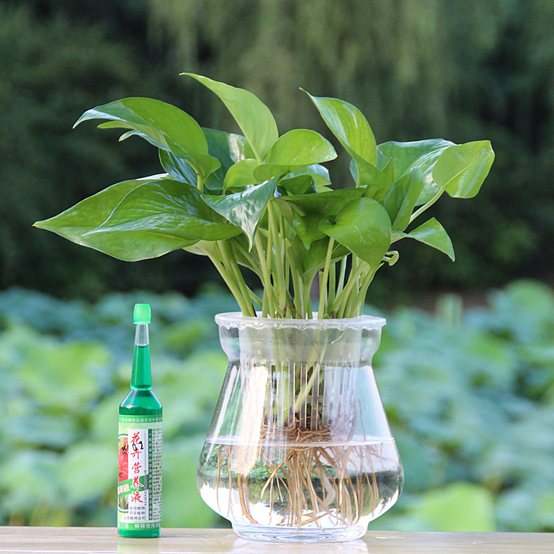 水培绿萝玻璃花瓶盆栽吸甲醛防辐射室内书房办公桌面绿植植物包邮