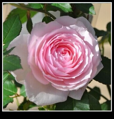 月季花苗 日本月季 美咲 (misaki) 多季节重复开花 欧月