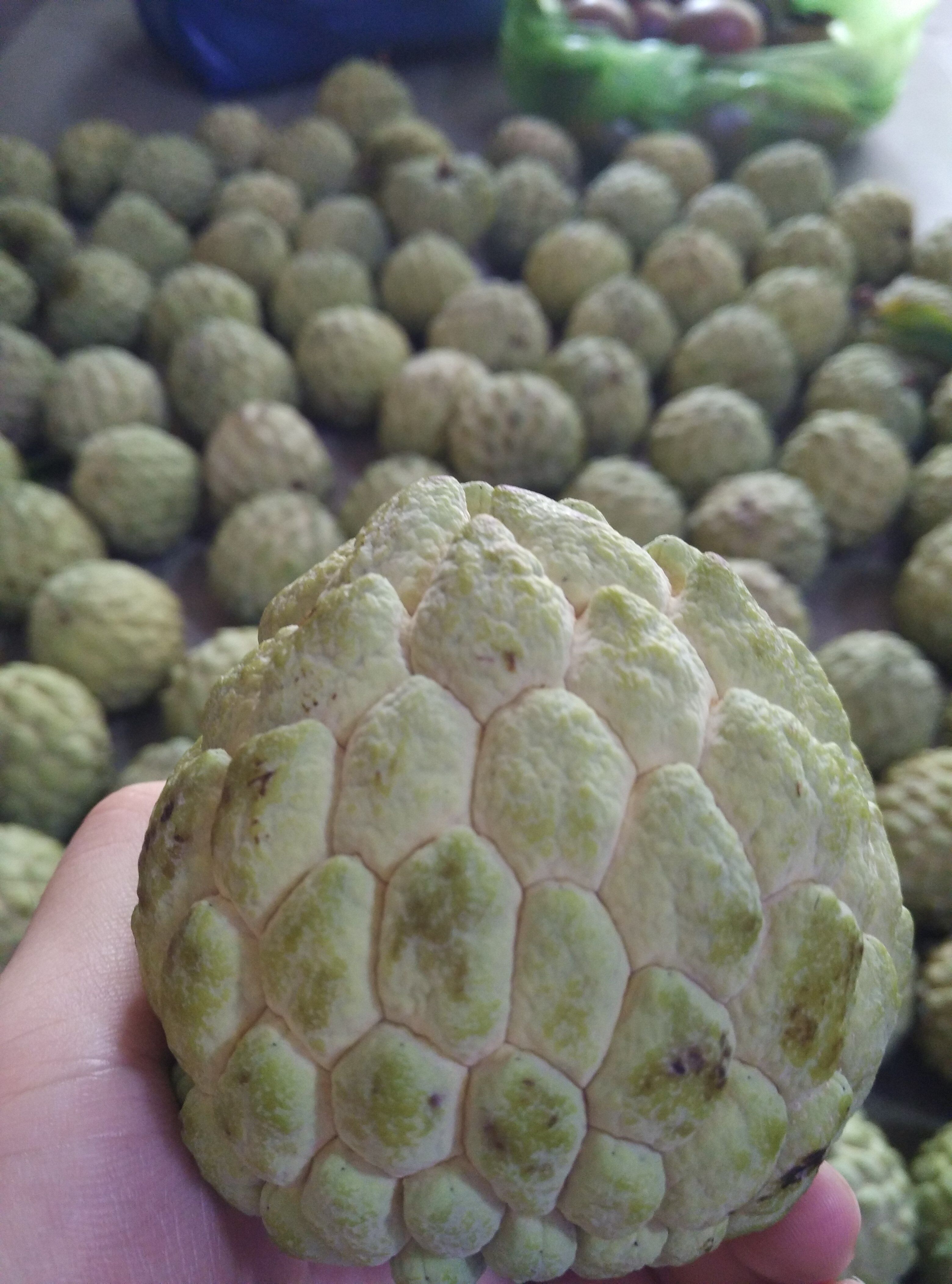 新鲜水果包邮越南进口释迦果台湾摩尼果番鬼荔枝佛头果5斤起发货