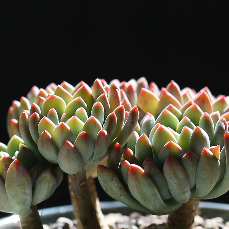 群生熊童子多肉植物多头老桩肉肉植物盆栽室内绿植小盆栽花卉