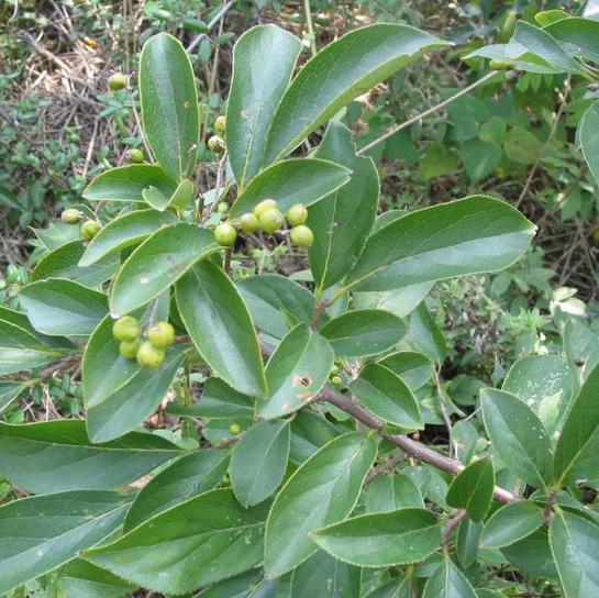 新鲜野生白檀野荞面根大撵药地胡椒碎米子树乌子树500