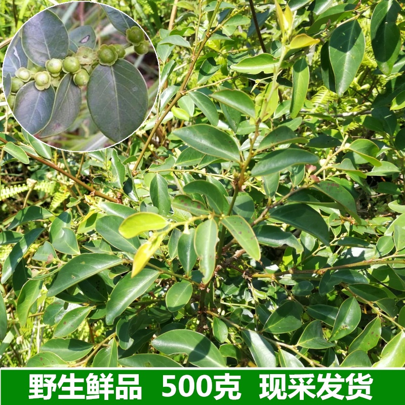 黑面叶新鲜野生黑面神500克 鬼划符 乌漆臼 青漆 铁甲将军 四眼草