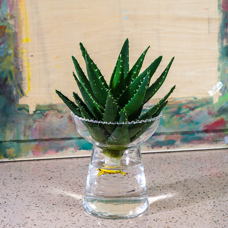 花卉盆栽 净化空气 卧室_水培芦荟盆栽除甲醛绿色植物净化空气办公