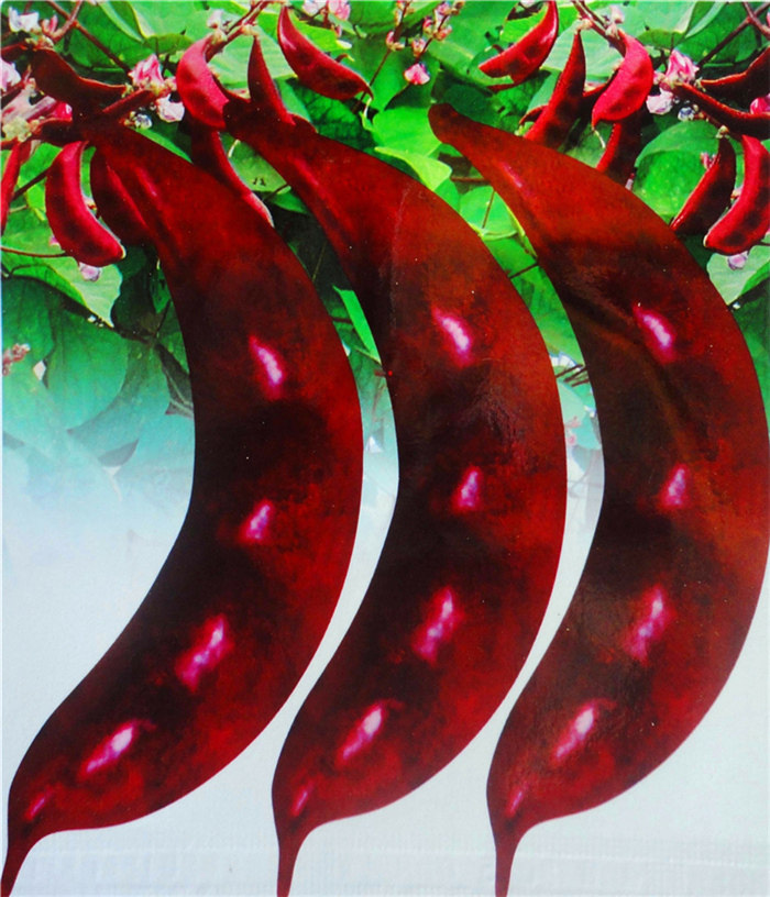 【全场满10元包邮】红眉豆 紫扁豆 红眉豆 阳台盆栽种植 家庭种植