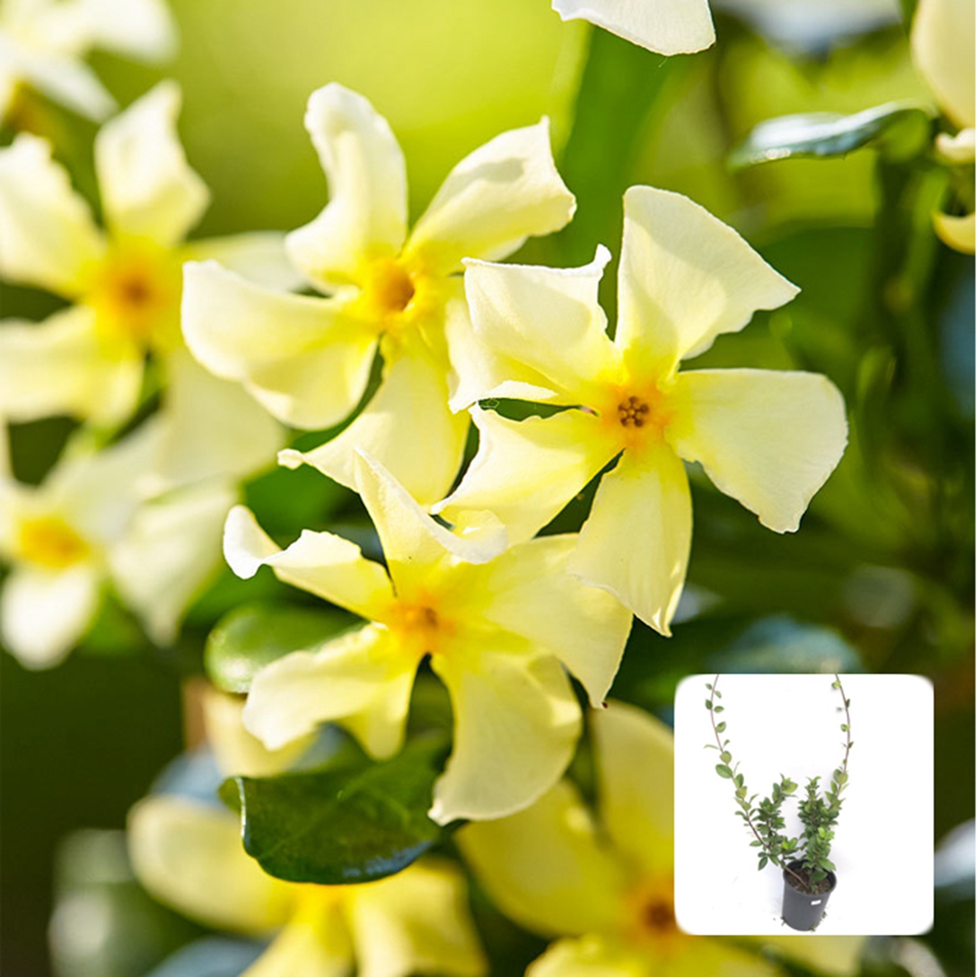 花本_阳台庭院爬藤攀援藤本植物托斯卡纳之星黄花络石风车茉莉新品种