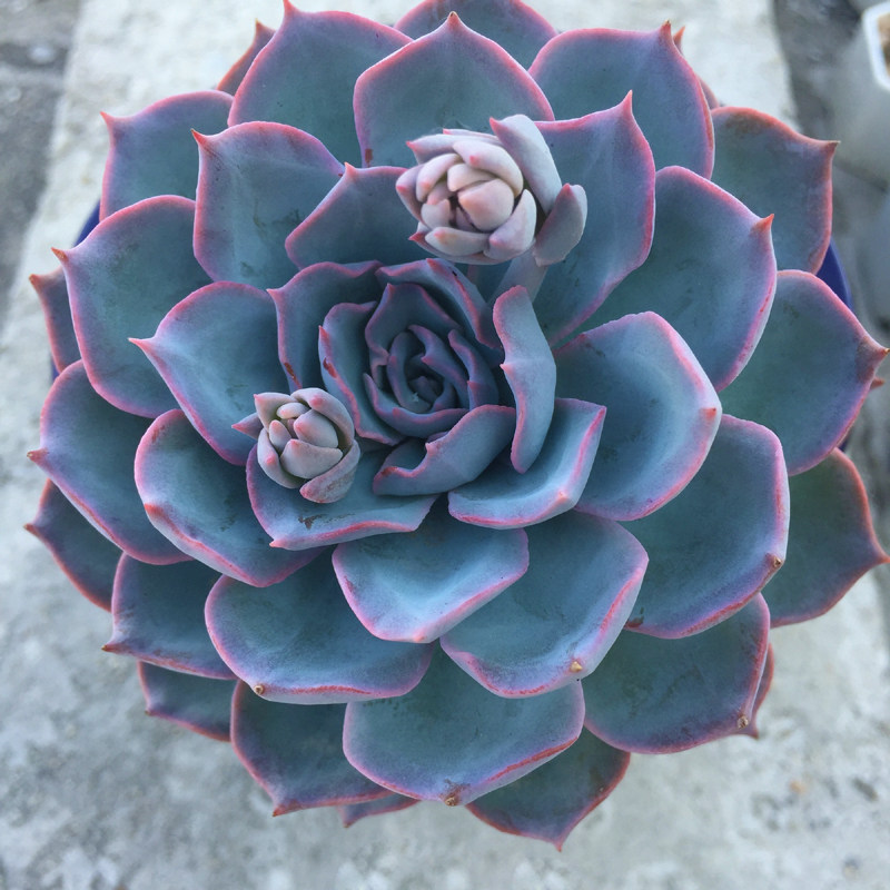 3块钱买的多肉,一不小心养成了老桩