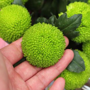 菊花苗盆栽带花苞秋菊多头菊阳台室内花卉植物绿色乒乓球