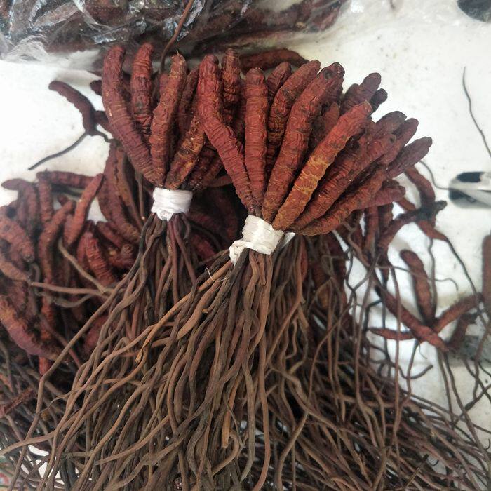 虫草_冬虫夏草正品野生四川大凉山雷波特产虫草野生天然特级新鲜干