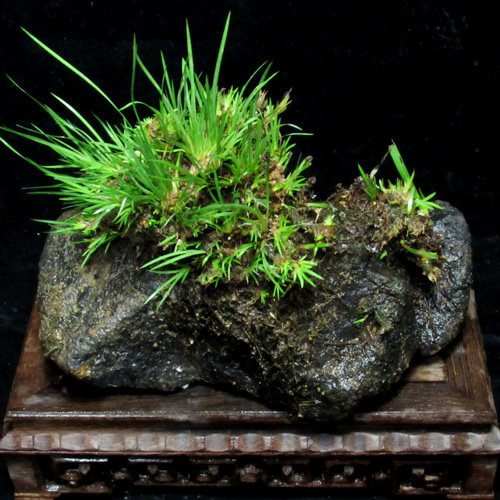 精品绿植盆栽野生龙根虎须菖蒲室内吸甲醛植物办公桌九节菖蒲盆景