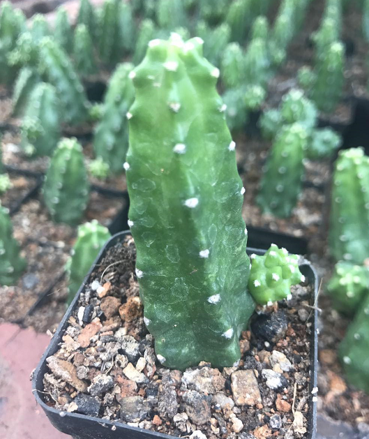 仙人柱群生植物开花超美花卉植物 柱状仙人球 无刺 桃太郎 仙人球