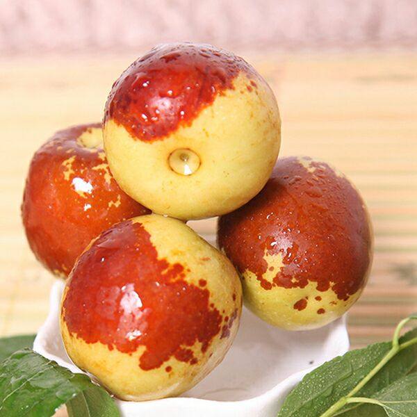 一折枣子 山东_山东沾化冬枣新鲜水果包邮早子枣子当季果园时令采摘