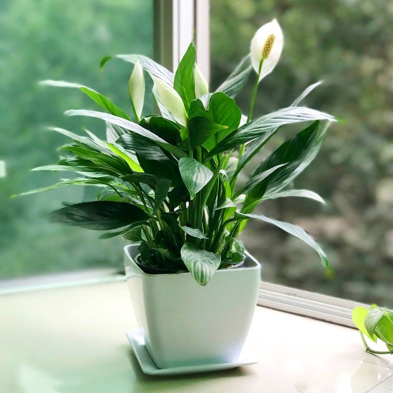一折净化空气的室内植物 吸甲醛_白掌一帆风顺植物花卉桌面小盆栽好养