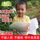 某省男主在女主很小就占有了女主愉愉快快睡魔老外大黑鸡 magnet优酷娱乐播报 2011 11月