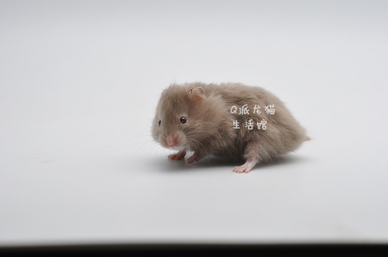 稀有仓鼠活体_仓鼠宝宝活体 纯色长毛丁香熊 稀有色鸽灰纯丁熊 亲人包