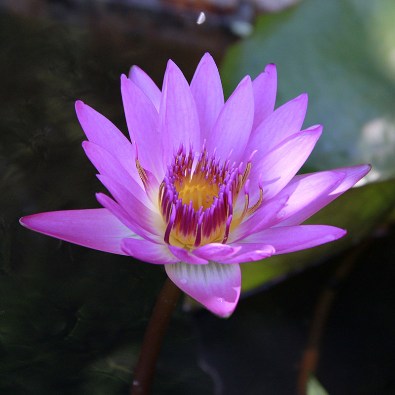 水培植物四季鲜花碗莲荷花成品苗带花苞室内花卉水池养水莲花优惠券