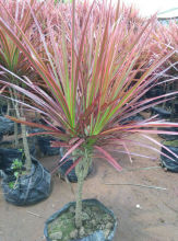 【七彩铁】_七彩铁图片