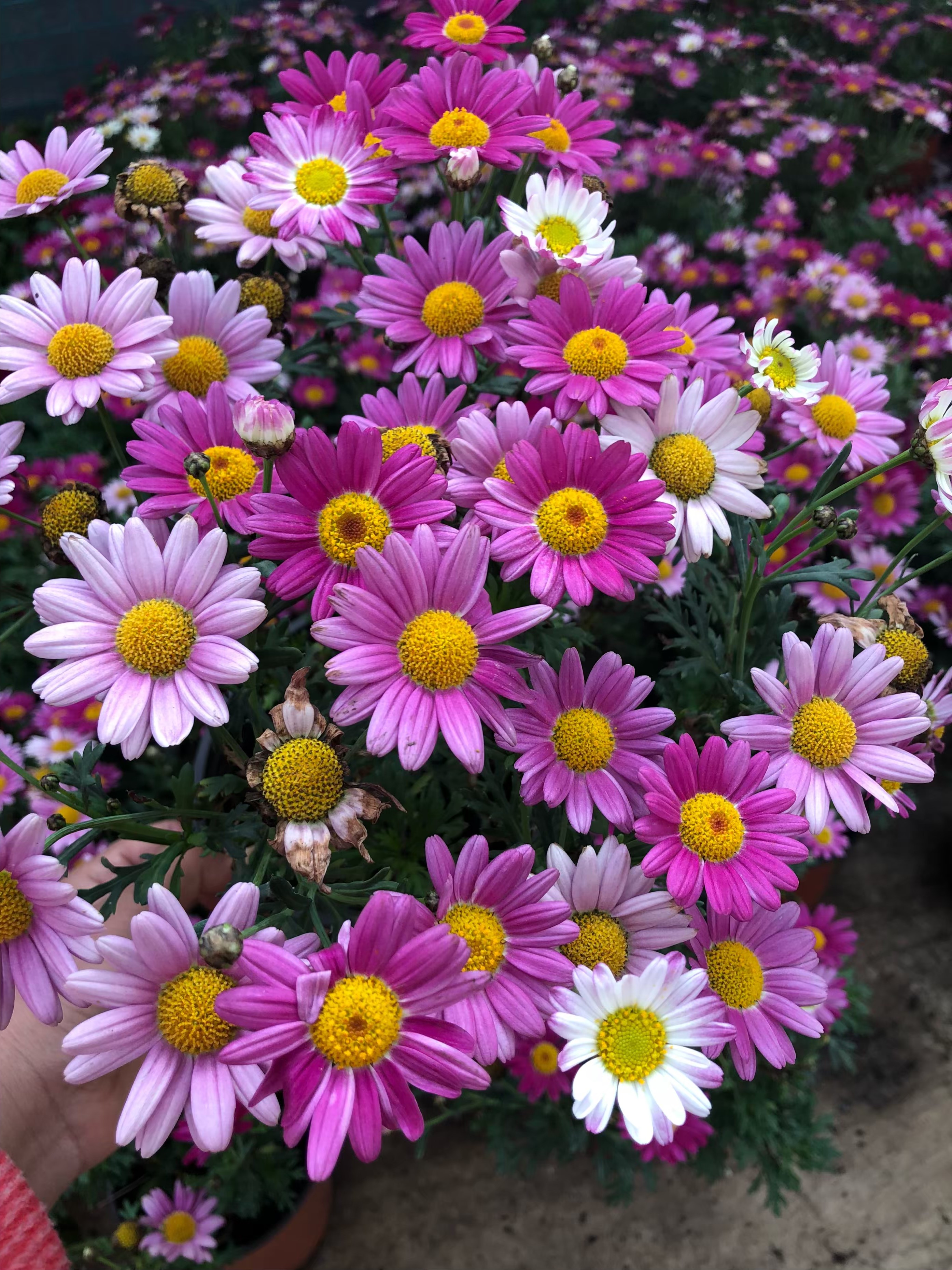 热销花卉盆栽 庭院_四季玛格丽特盆栽室外阳台庭院窗台花卉多年生植物