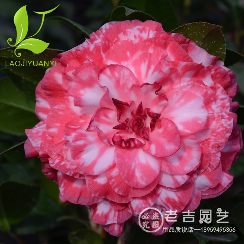 精品青叶贝拉大玫瑰茶花树苗盆栽庭院茶花苗花卉观花植物山茶花苗图片