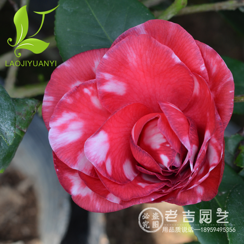 精品青叶贝拉大玫瑰茶花树苗盆栽庭院茶花苗花卉观花植物山茶花苗图片