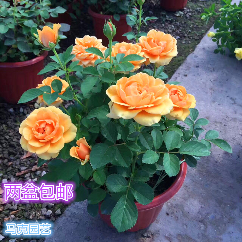 绿植 极有家_极有家月季欧月玫瑰盆栽花苗欧月王妃花室内阳台盆栽包邮