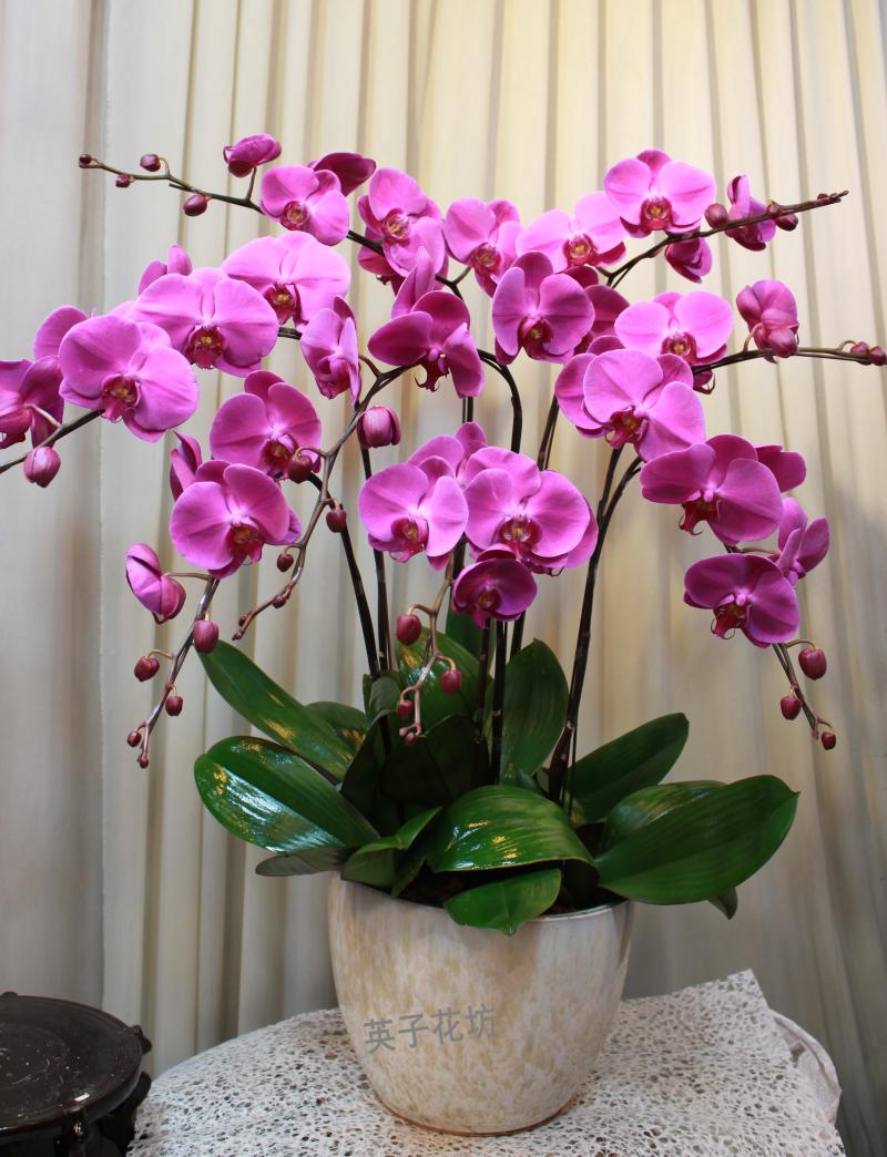 蝴蝶兰花苗 盆栽花卉 带盆发货 小苗 室内花卉盆景 包邮