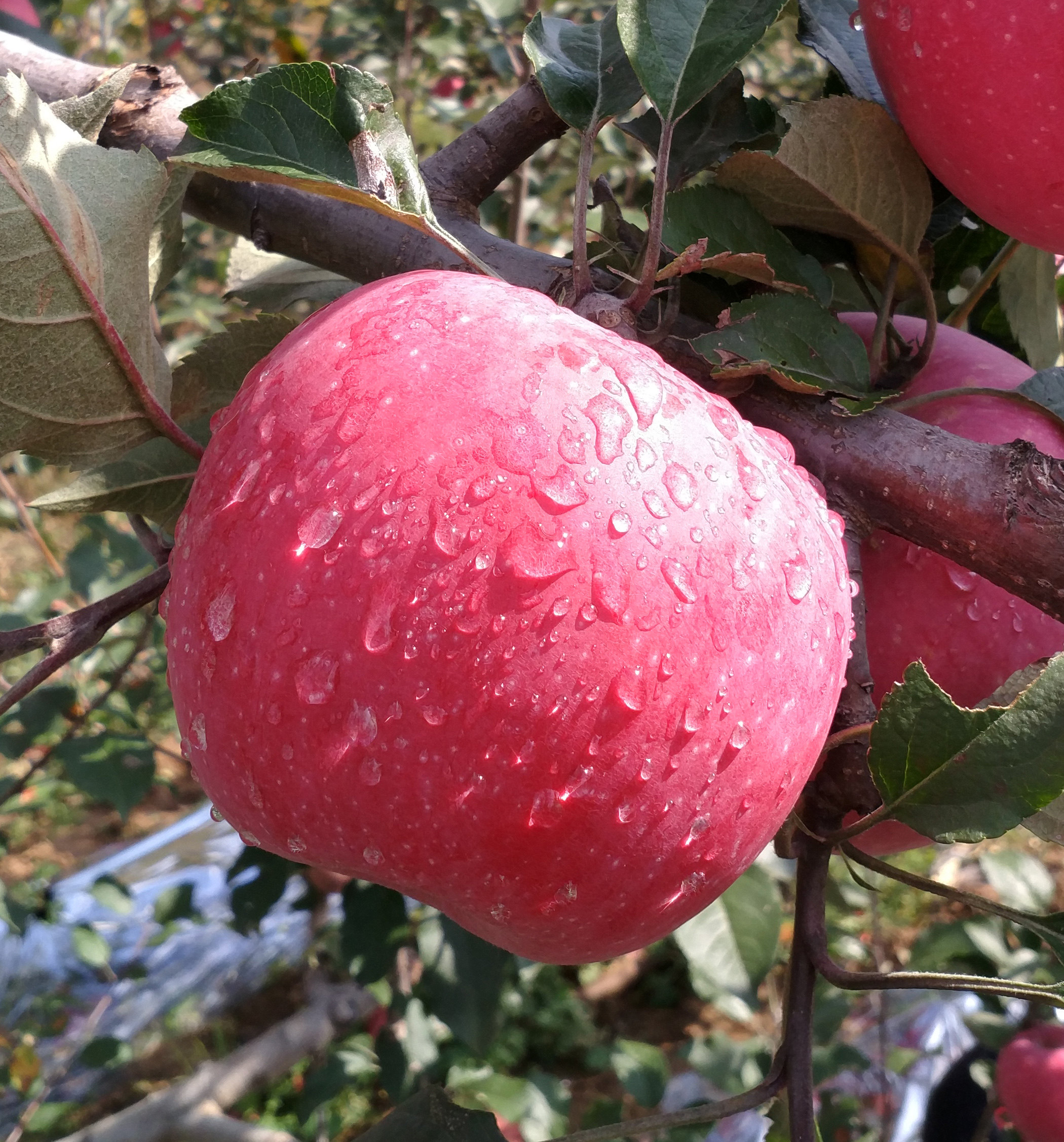 山西苹果吉县红富士苹果8斤批发包邮新鲜壶口