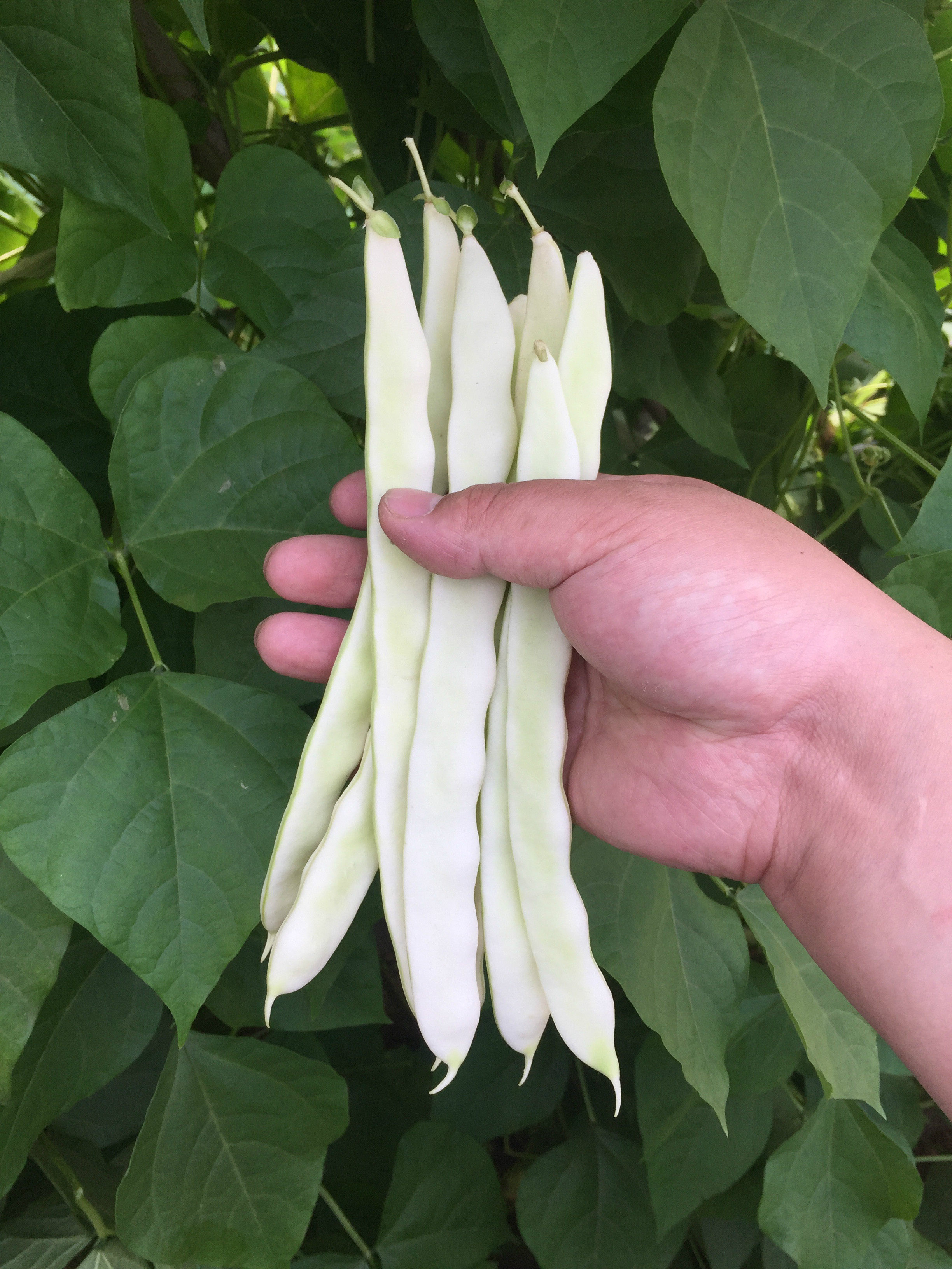 豆角 新鲜 芸豆 东北农家自种 白扁豆角绿色蔬菜 现摘现发白莲5斤优惠